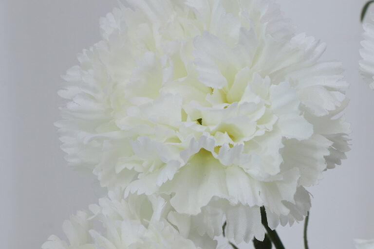 Hot Selling Wholesale hot sales decoration flower died eternal forever carnation for Mothers day gift (5)