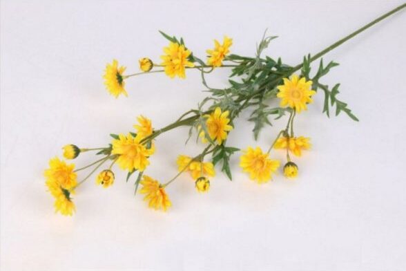 hot sale Africa sun chrysanthemum for flower arrangements (6)