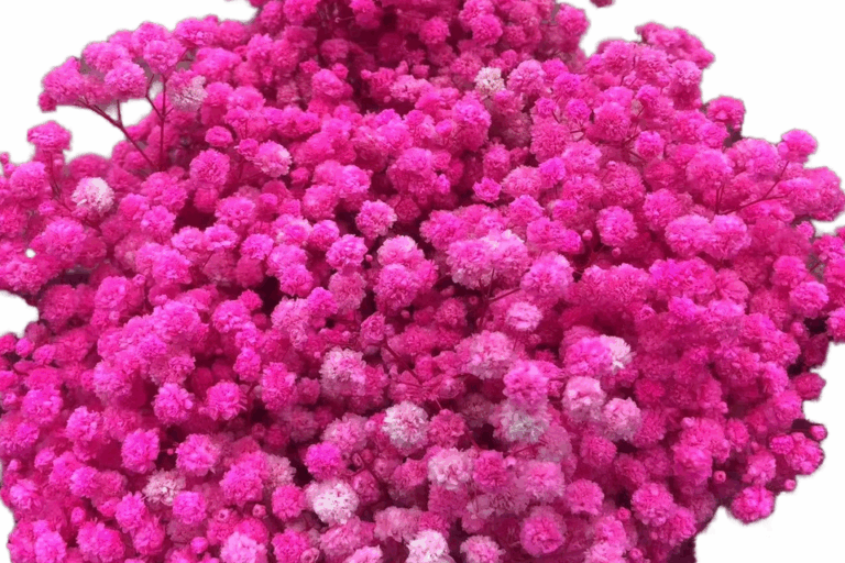 120g Natural Gypsophila Babys Breath Bouquet Factory Wholesale Preserved Dried Flowers Wedding Floral Christmas Gradu ( (5)