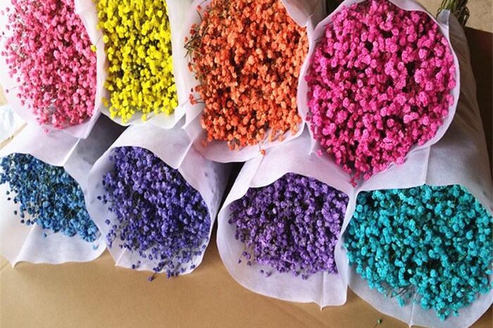 F-1222 Popular Preserved Dried Babysitter Flowers for Home Decor and Gift Box Use (4)