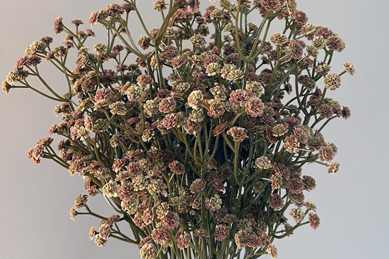 Wholesale White Brown Artificial Gypsophila Flowers Real Touch Baby’s Breath for Wedding Home Party Decor Valentine’s ( White and Brown Real Touch Artificial Baby's Breath Gypsophila Flowers