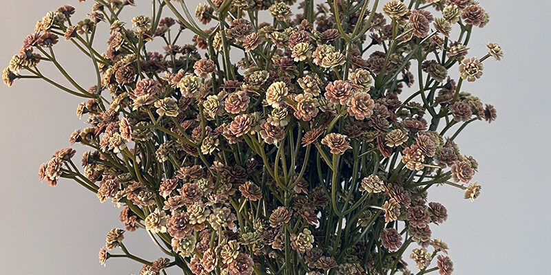 White and Brown Real Touch Artificial Baby's Breath Gypsophila Flowers